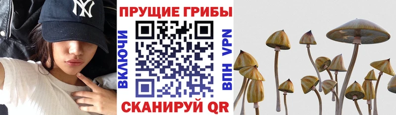 купить   Свободный  Галлюциногенные грибы ЛСД 